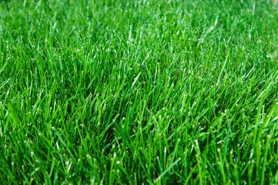 Kentucky blue grass lawn