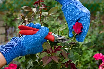 Rose pruning