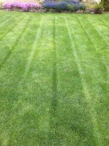 Is your Lawn in good Shape?